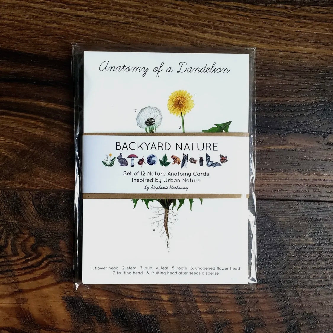 Backyard Nature Anatomy Learning Cards