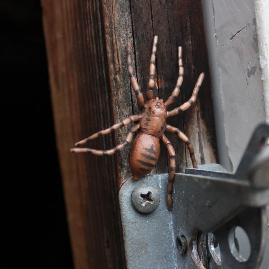 Safari Ltd. Life Cycle of a Spider