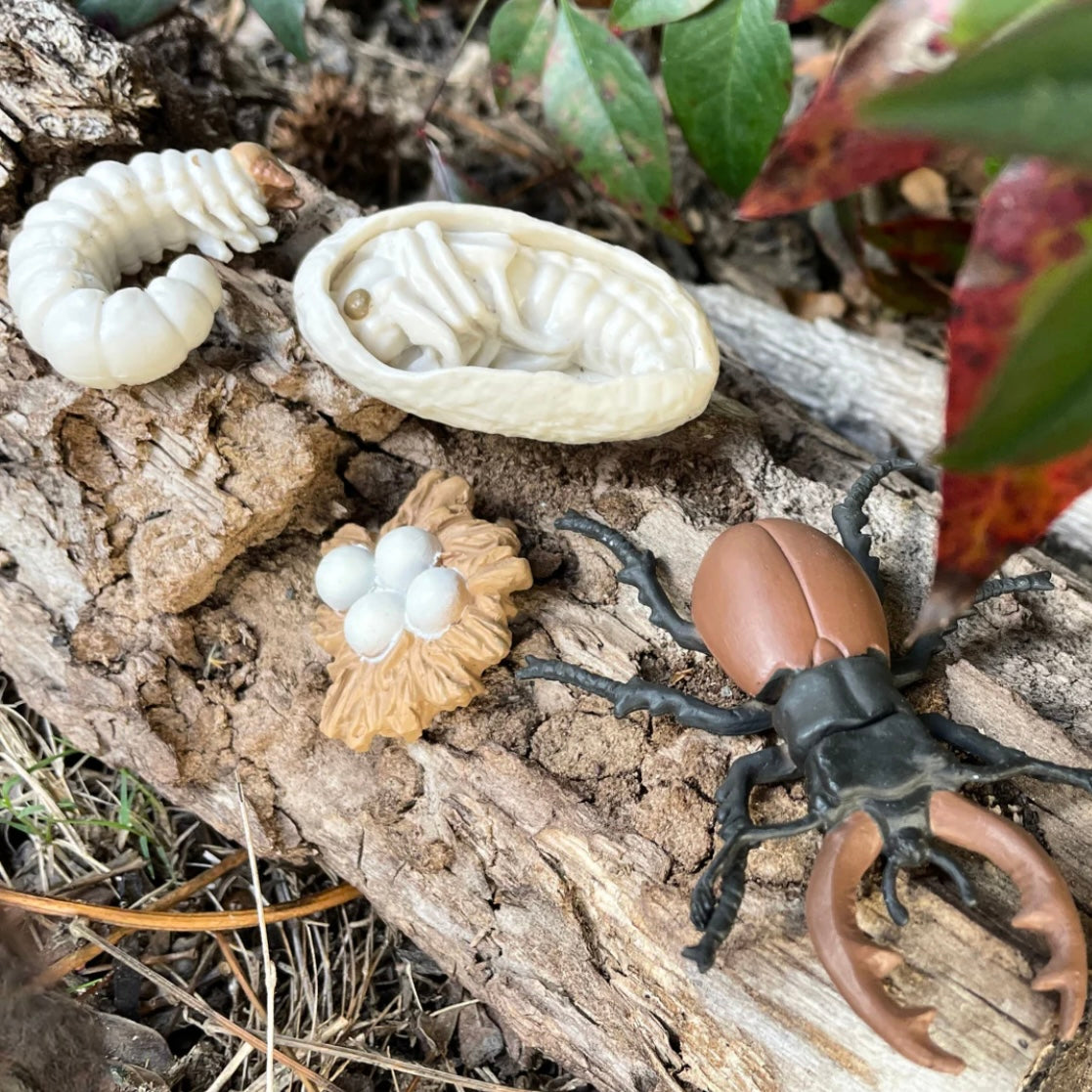 Safari Ltd. Life Cycle of a Stag Beetle