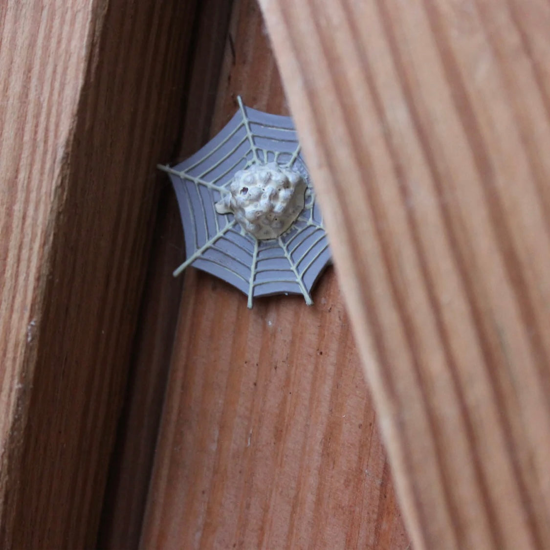 Safari Ltd. Life Cycle of a Spider