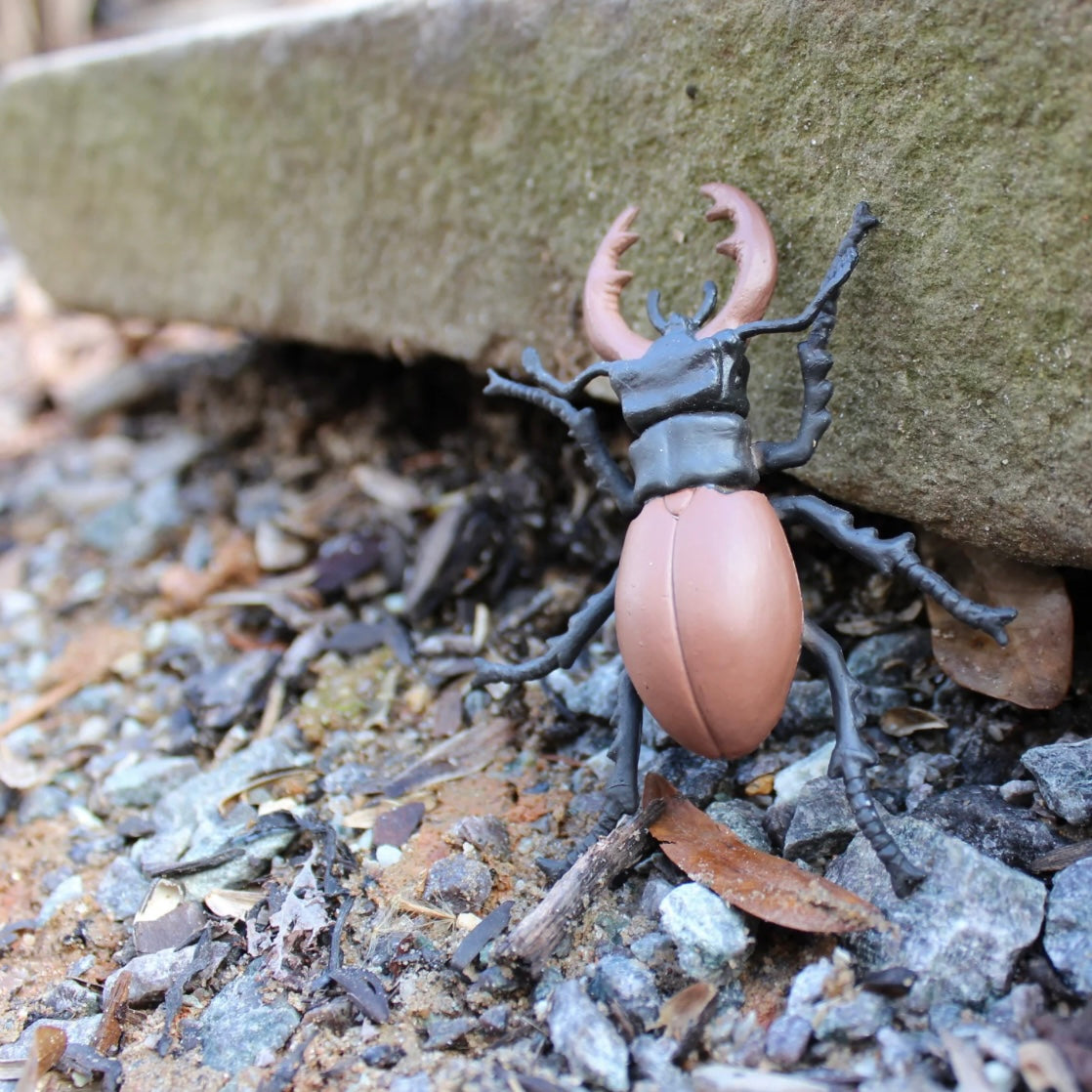 Safari Ltd. Life Cycle of a Stag Beetle