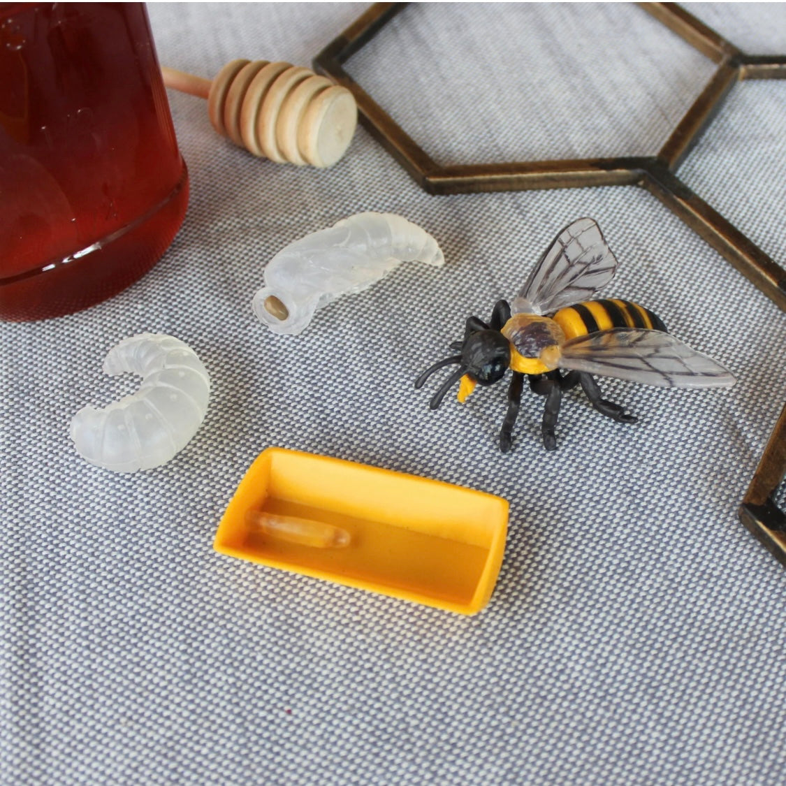 Safari Ltd. Life Cycle of a Honey Bee