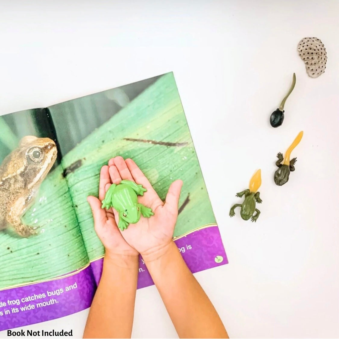 Safari Ltd. Life Cycle of a Frog