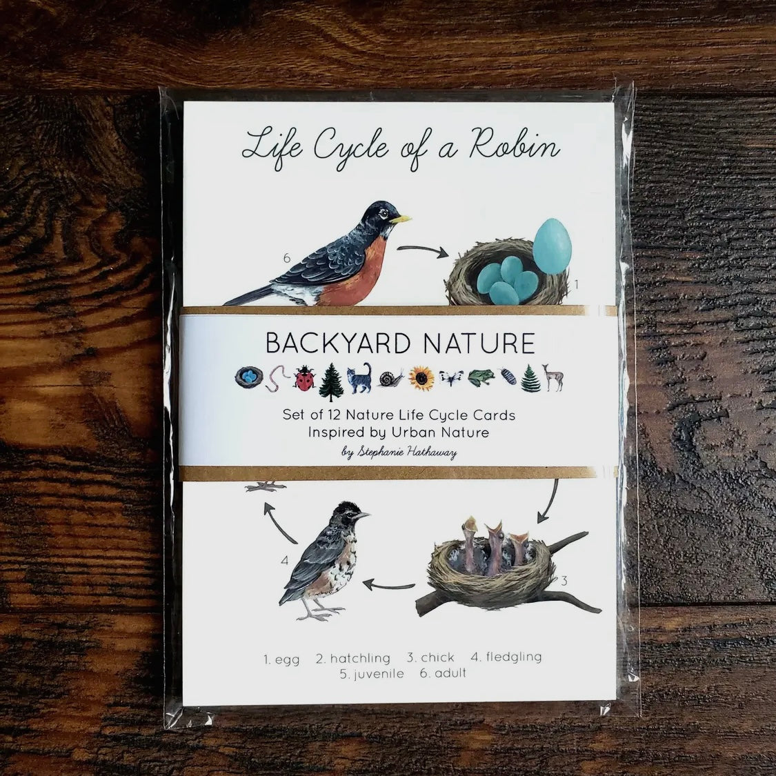 Backyard Nature Life Cycles
Learning Cards