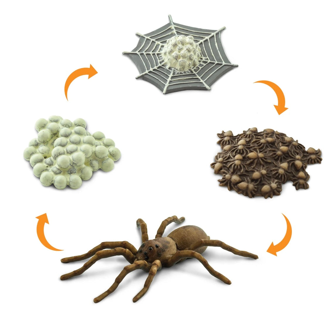 Safari Ltd. Life Cycle of a Spider