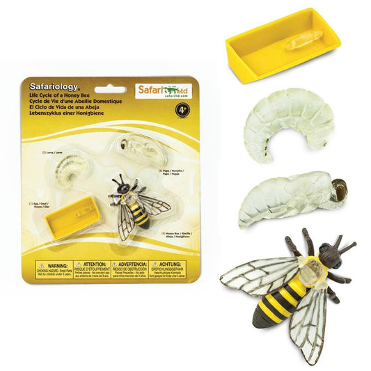 Safari Ltd. Life Cycle of a Honey Bee
