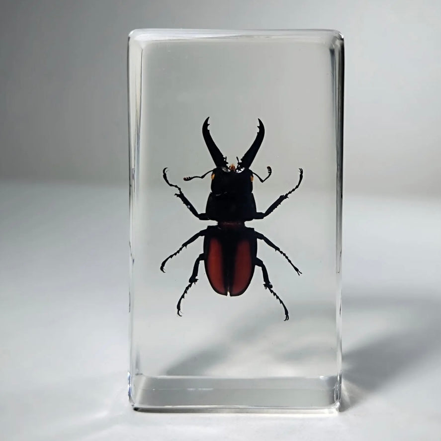 Stag Beetle in Resin