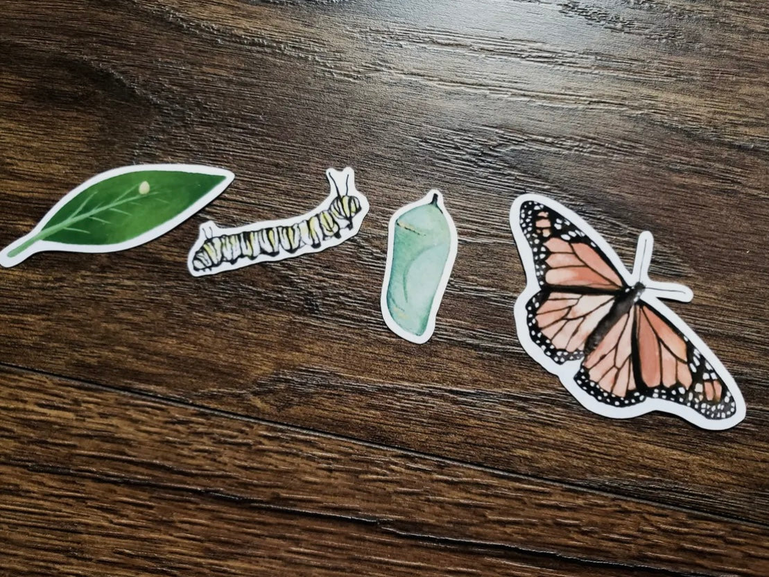 Monarch Butterfly Metamorphosis Sticker Pack, Set of 4