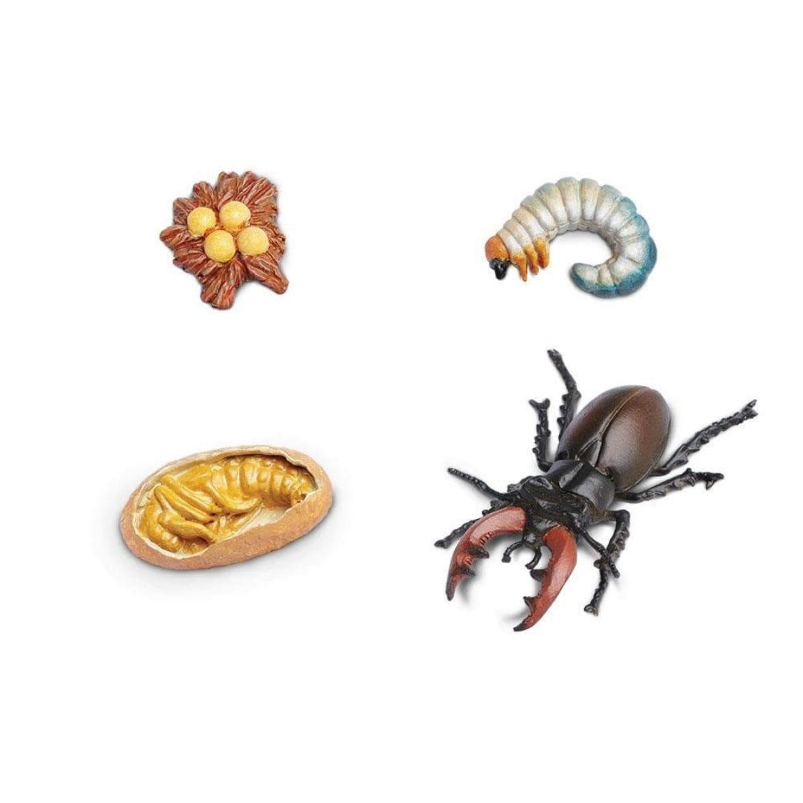Safari Ltd Life Cycle Of A Stag Beetle Toy Set - Educational Figurines For Kids (Egg, Larva, Pupa, Adult)