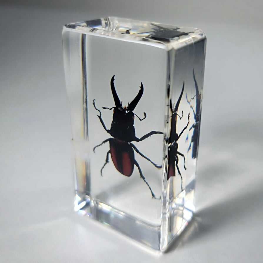 Stag Beetle in Resin