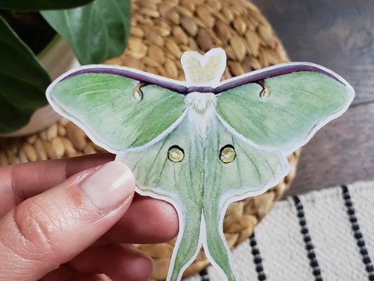 Luna Moth Sticker