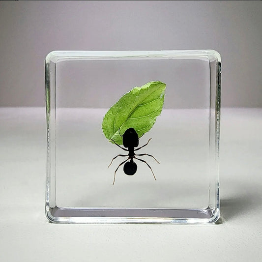 Ant with Leaf in Resin