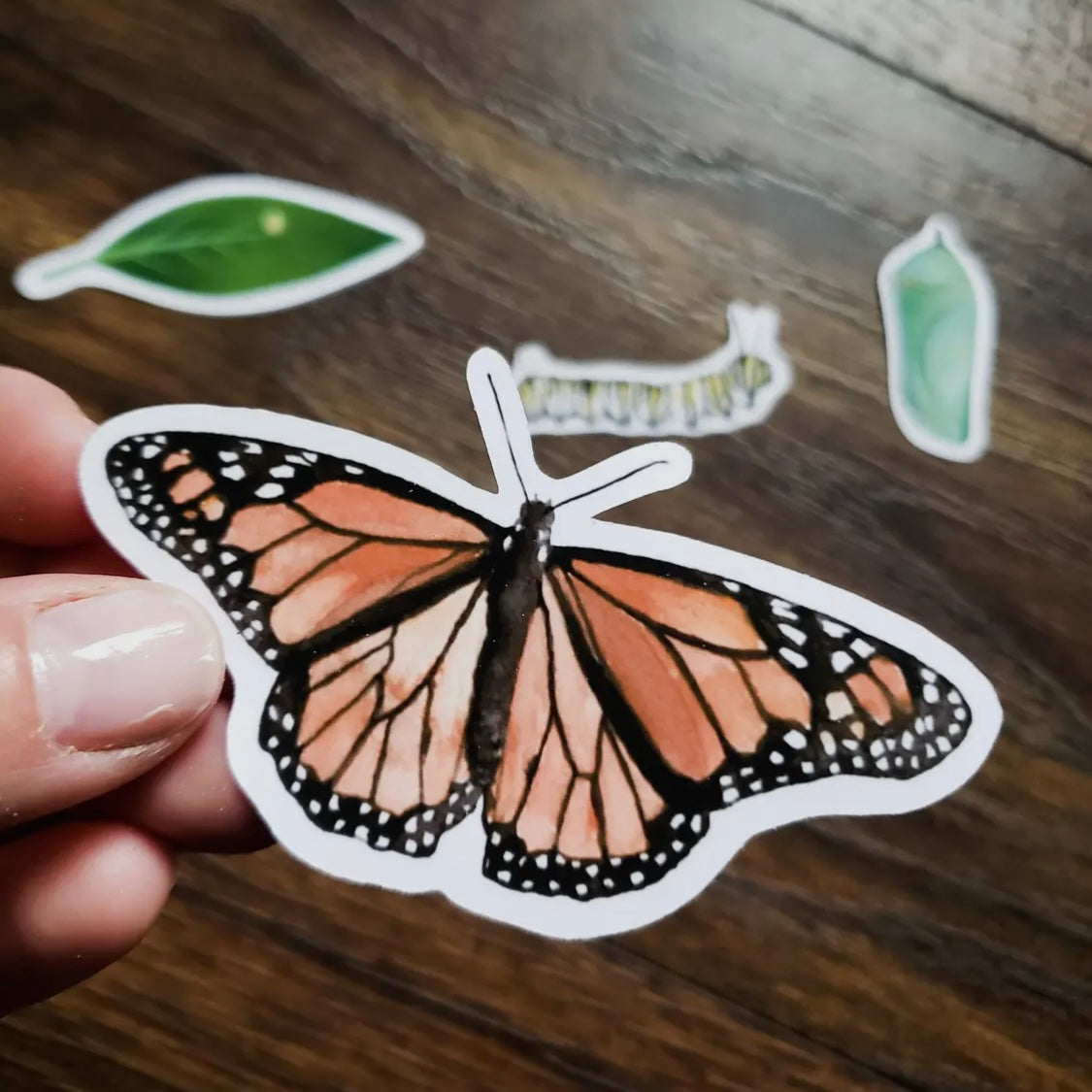 Monarch Butterfly Metamorphosis Sticker Pack, Set of 4