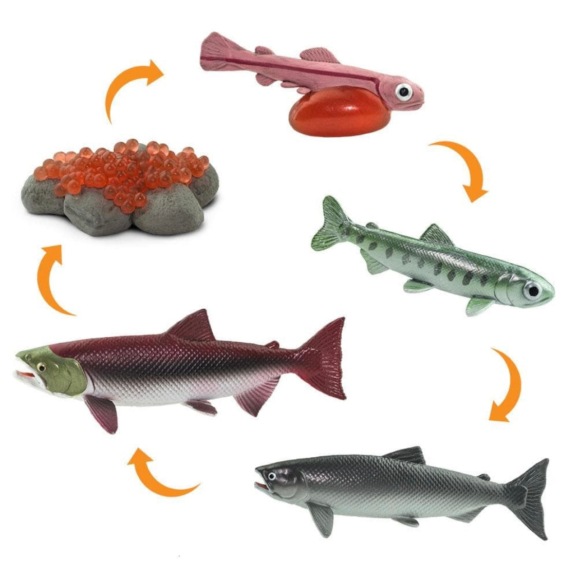 Safari Ltd. Life Cycle of a Salmon