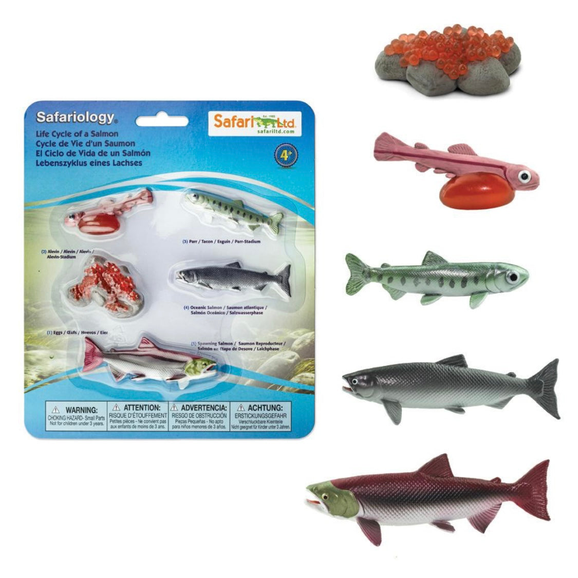 Safari Ltd. Life Cycle of a Salmon