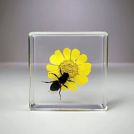 Honey Bee with Flower in Resin