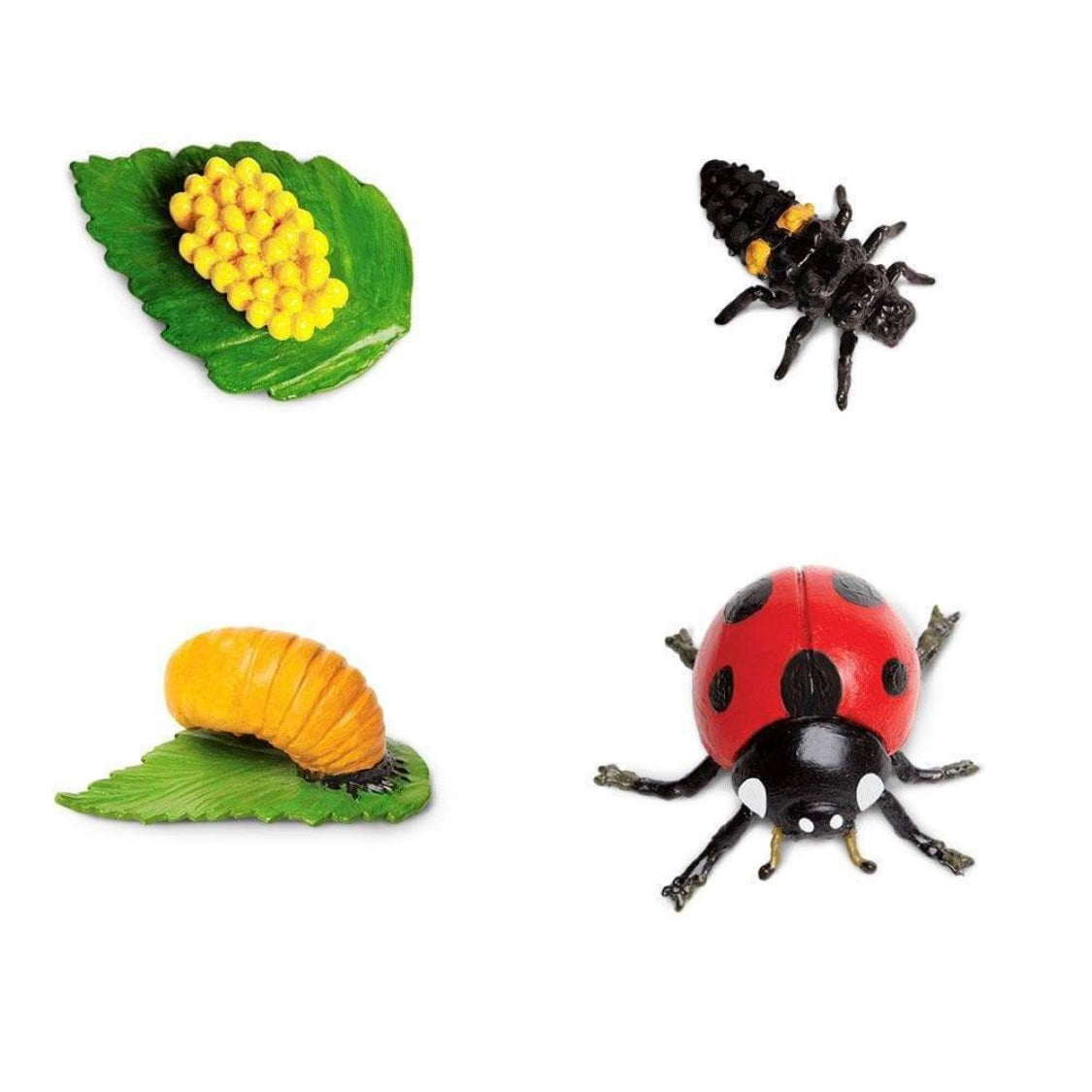 Safari Ltd. Life Cycle of a Ladybug