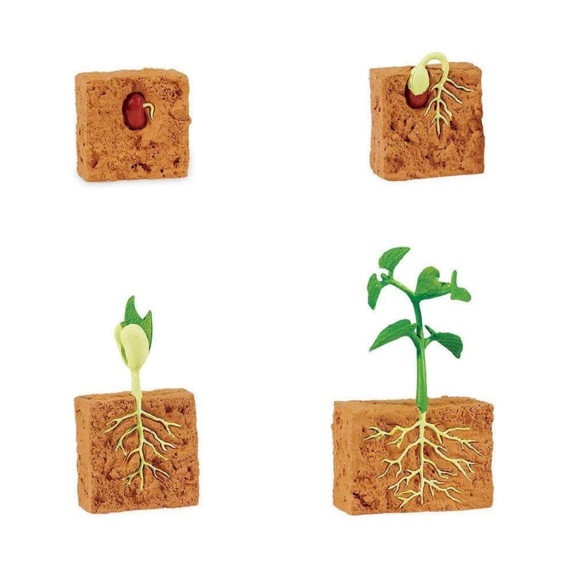 Safari Ltd. Life Cycle of a Green Bean Plant