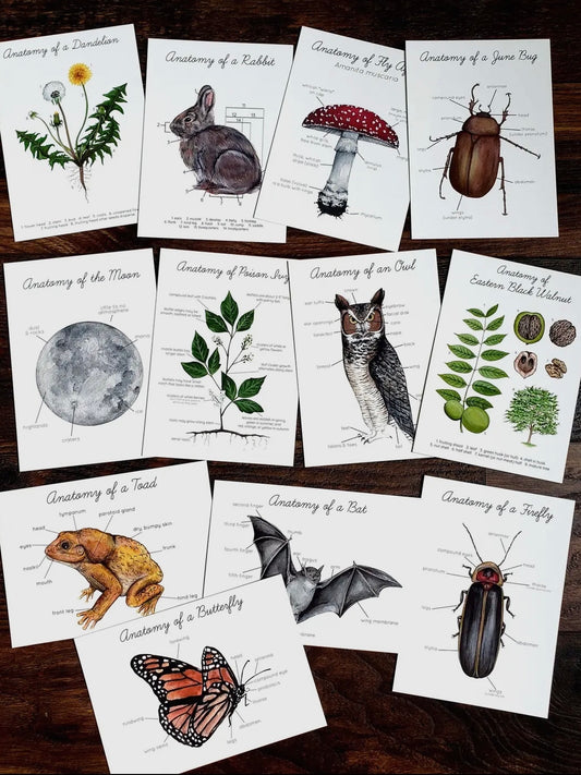 Backyard Nature Anatomy Learning Cards
