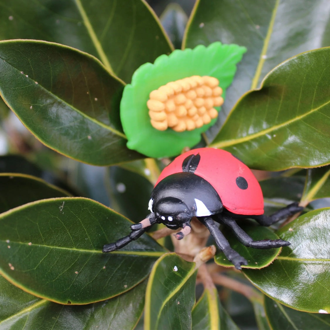 Safari Ltd. Life Cycle of a Ladybug