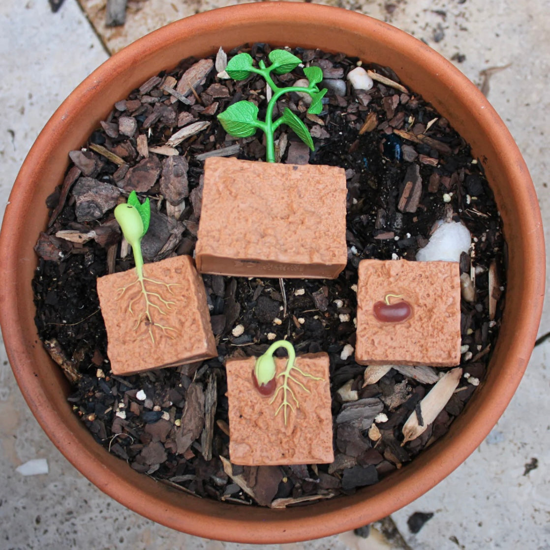 Safari Ltd. Life Cycle of a Green Bean Plant