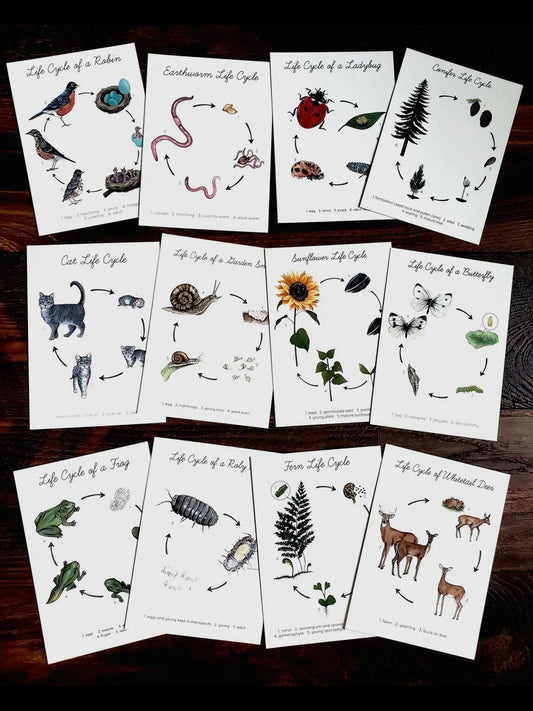Backyard Nature Life Cycles
Learning Cards