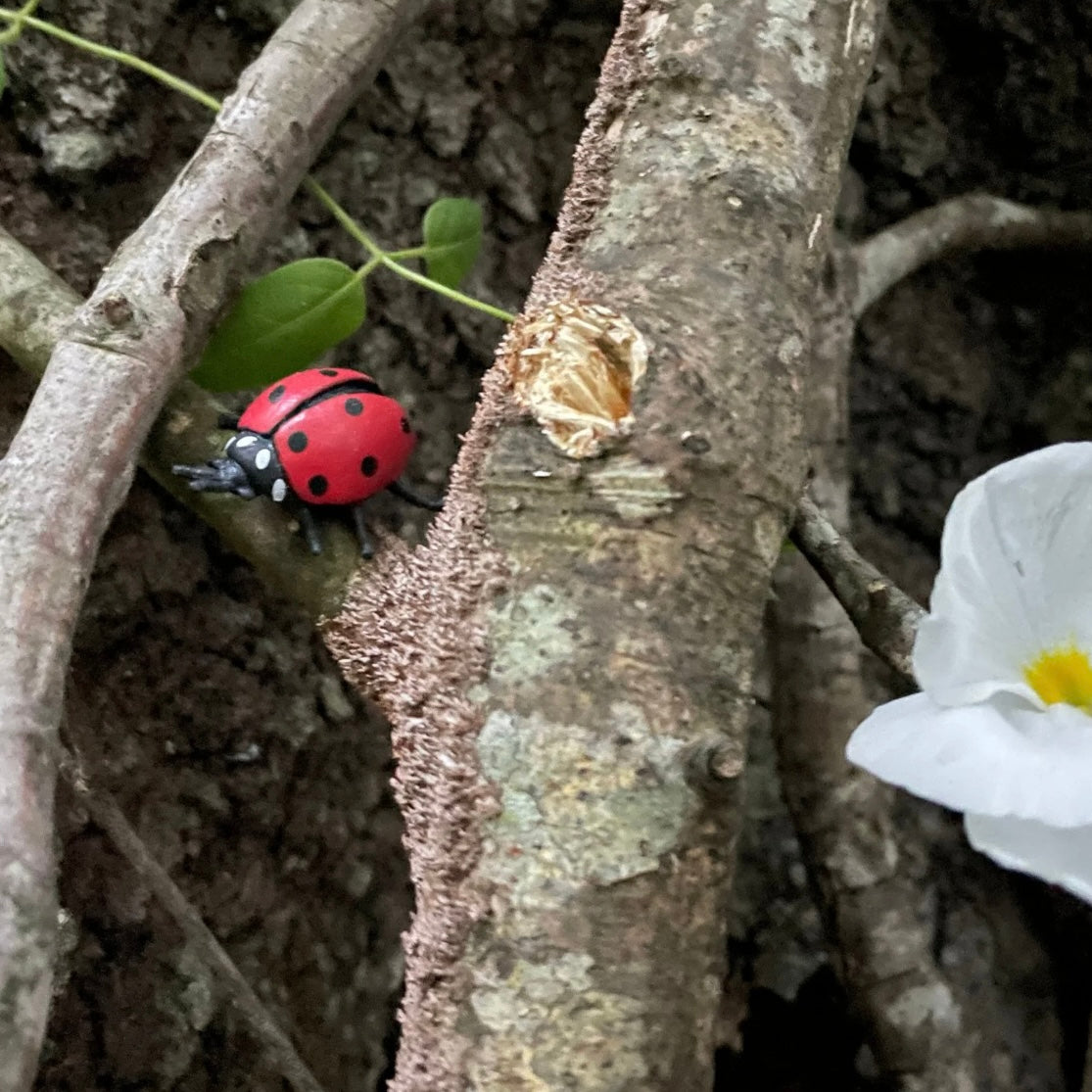 Safari Ltd Ladybug Counters