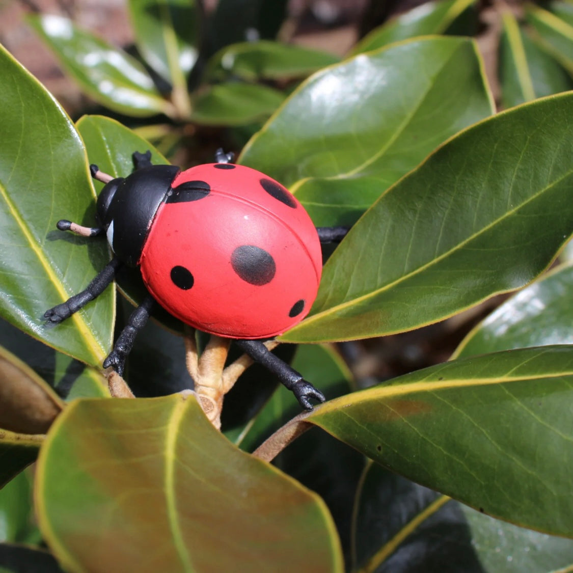 Safari Ltd. Life Cycle of a Ladybug