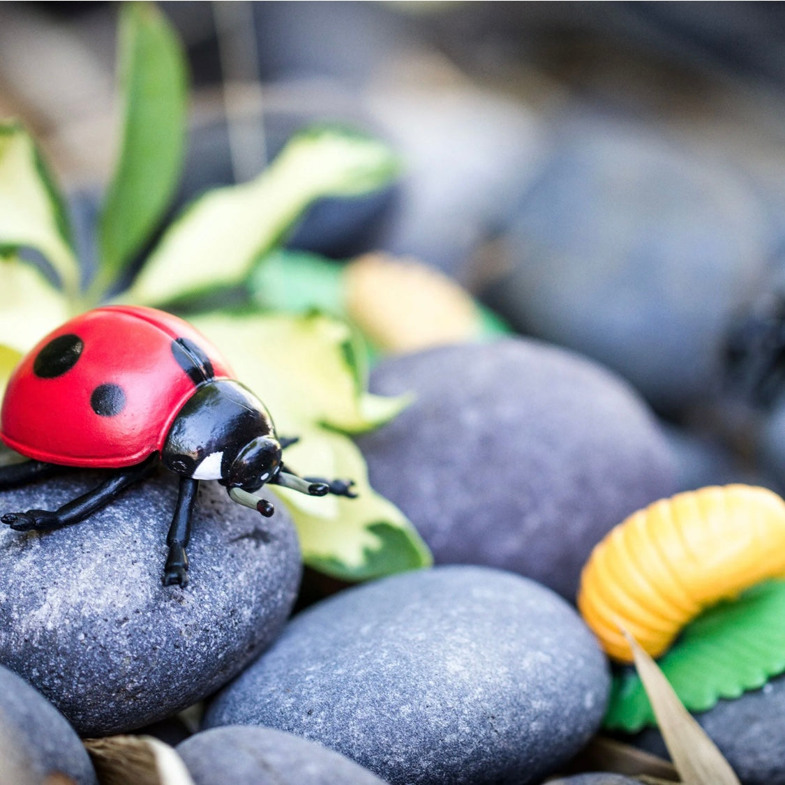 Safari Ltd. Life Cycle of a Ladybug