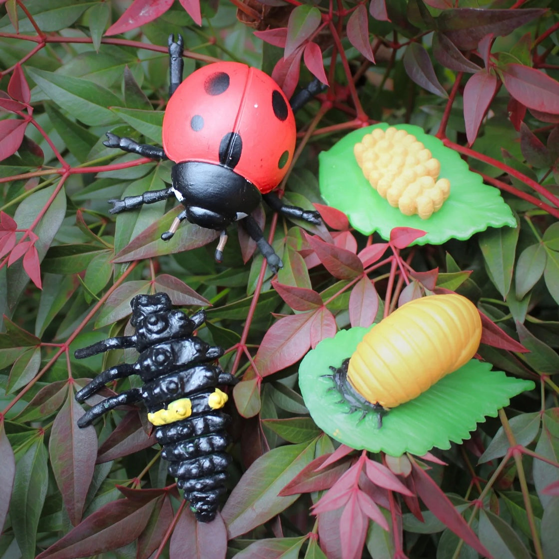 Safari Ltd. Life Cycle of a Ladybug