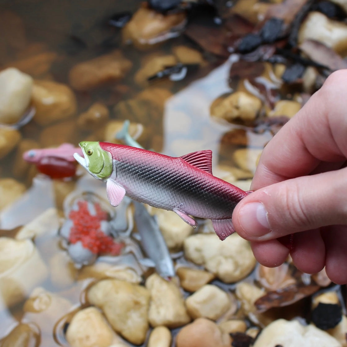 Safari Ltd. Life Cycle of a Salmon