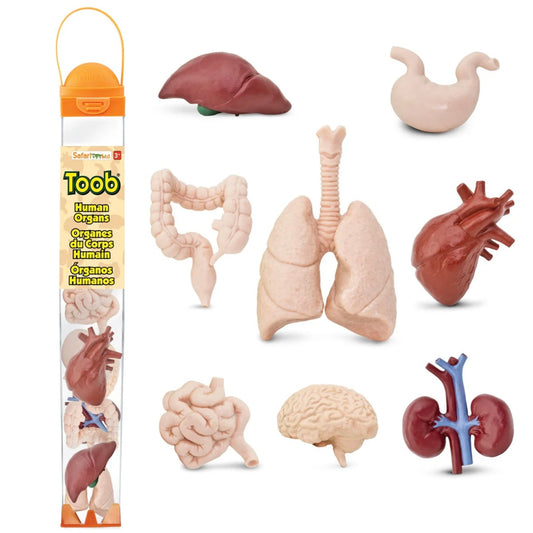 Safari Ltd. Human Anatomy TOOB®