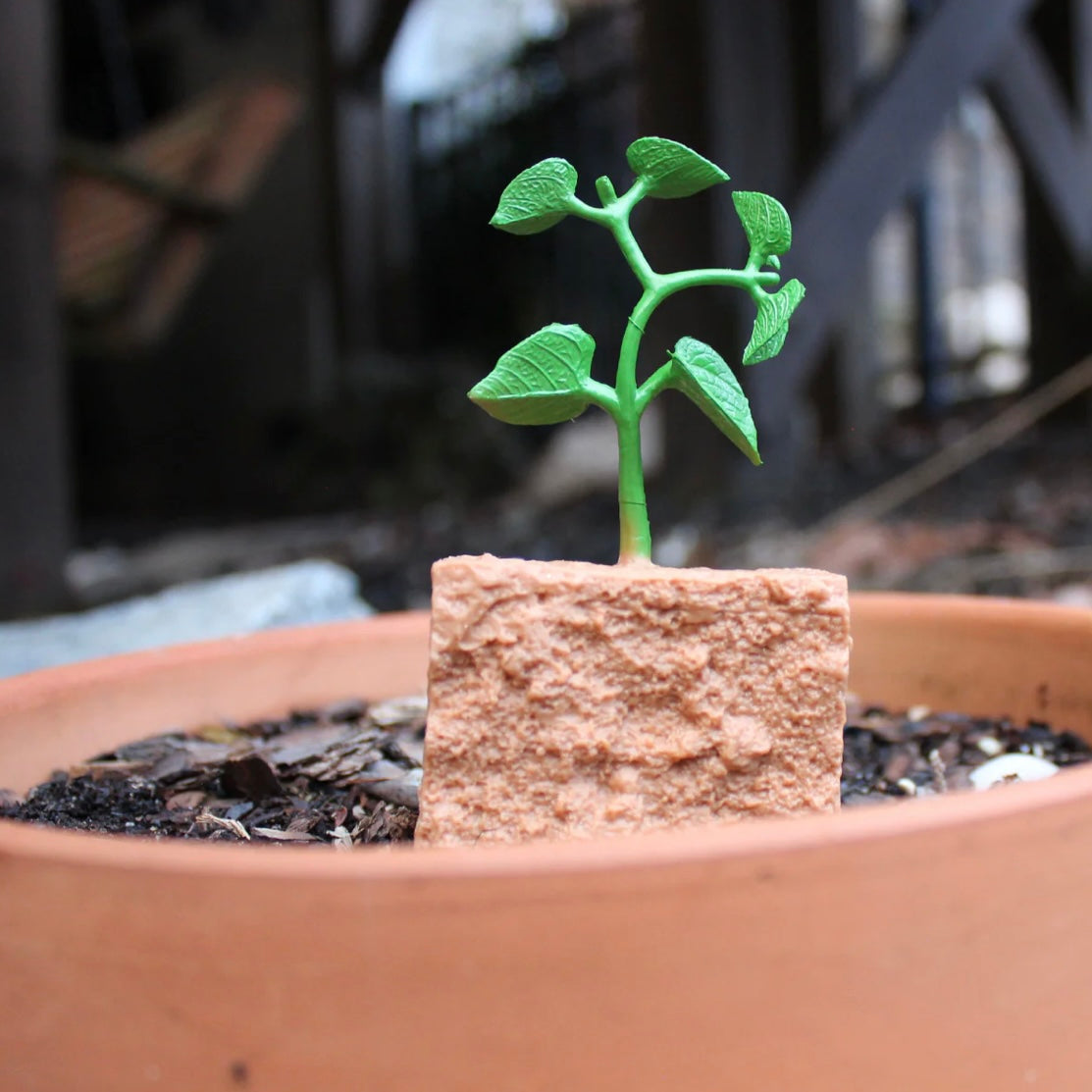 Safari Ltd. Life Cycle of a Green Bean Plant