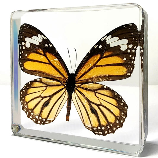 Tiger Butterfly in Resin