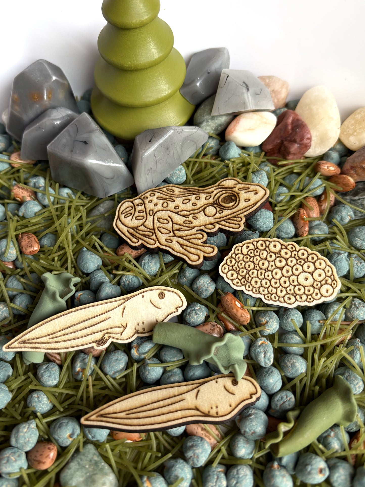 Frog Lifecycle Wood Cutouts
