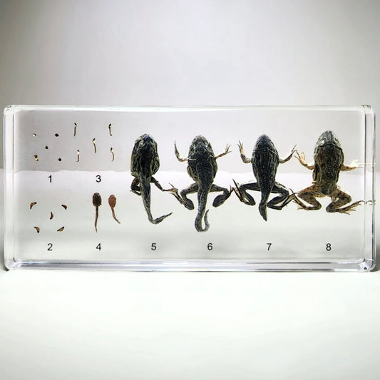 Frog Life Cycle in Resin