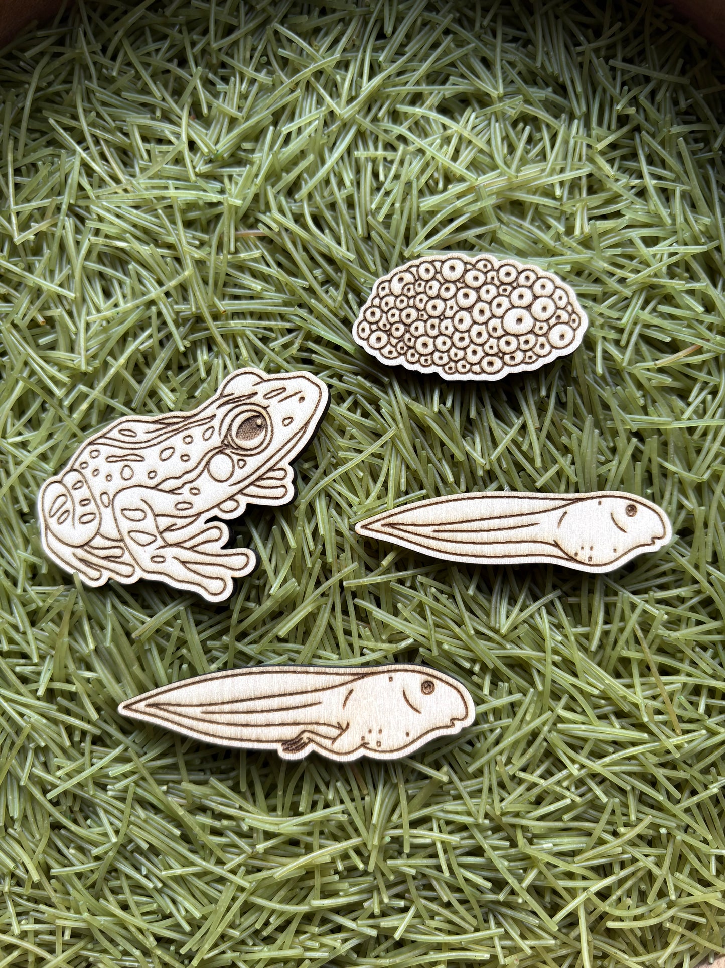 Frog Lifecycle Wood Cutouts