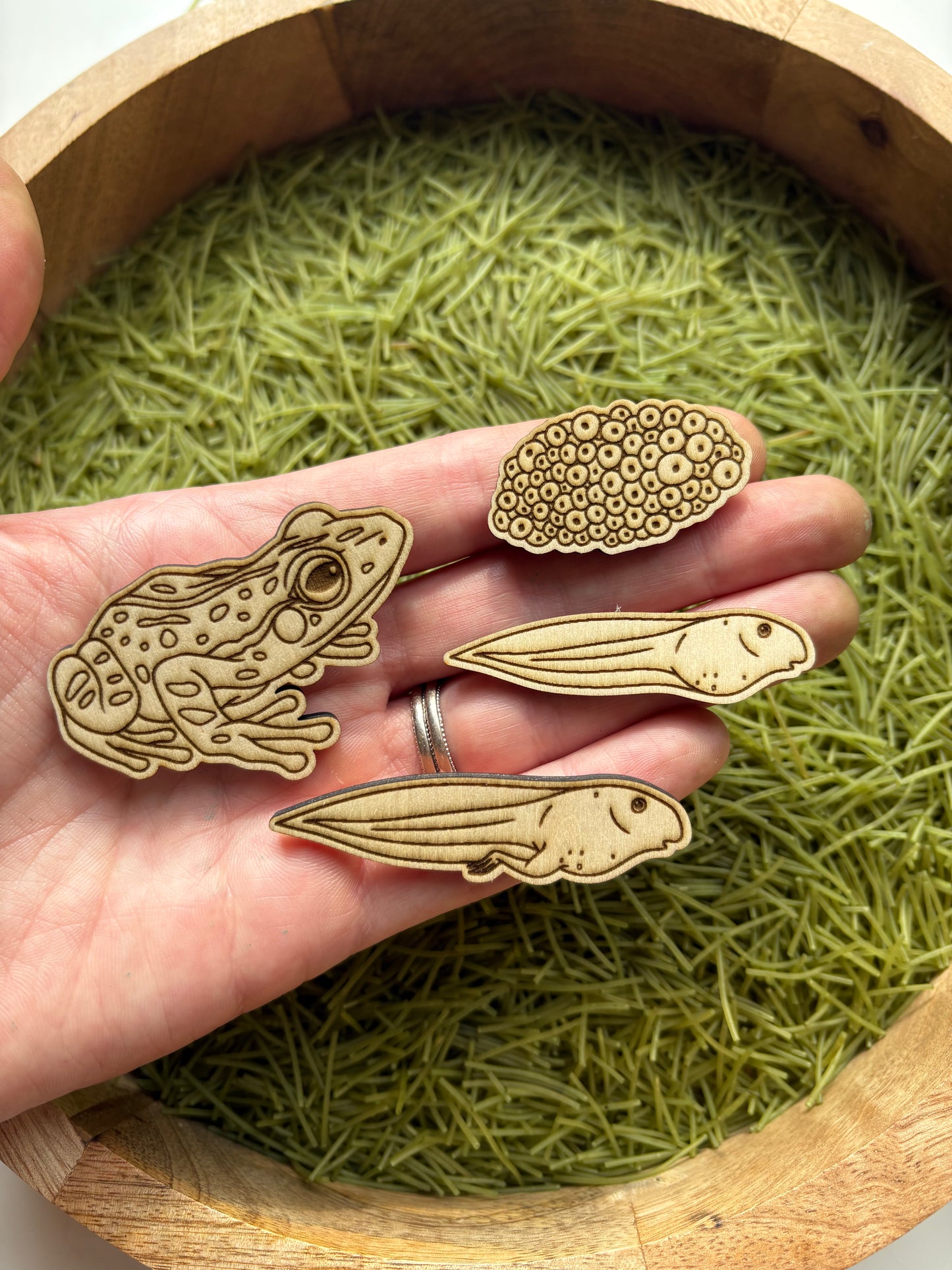 Frog Lifecycle Wood Cutouts